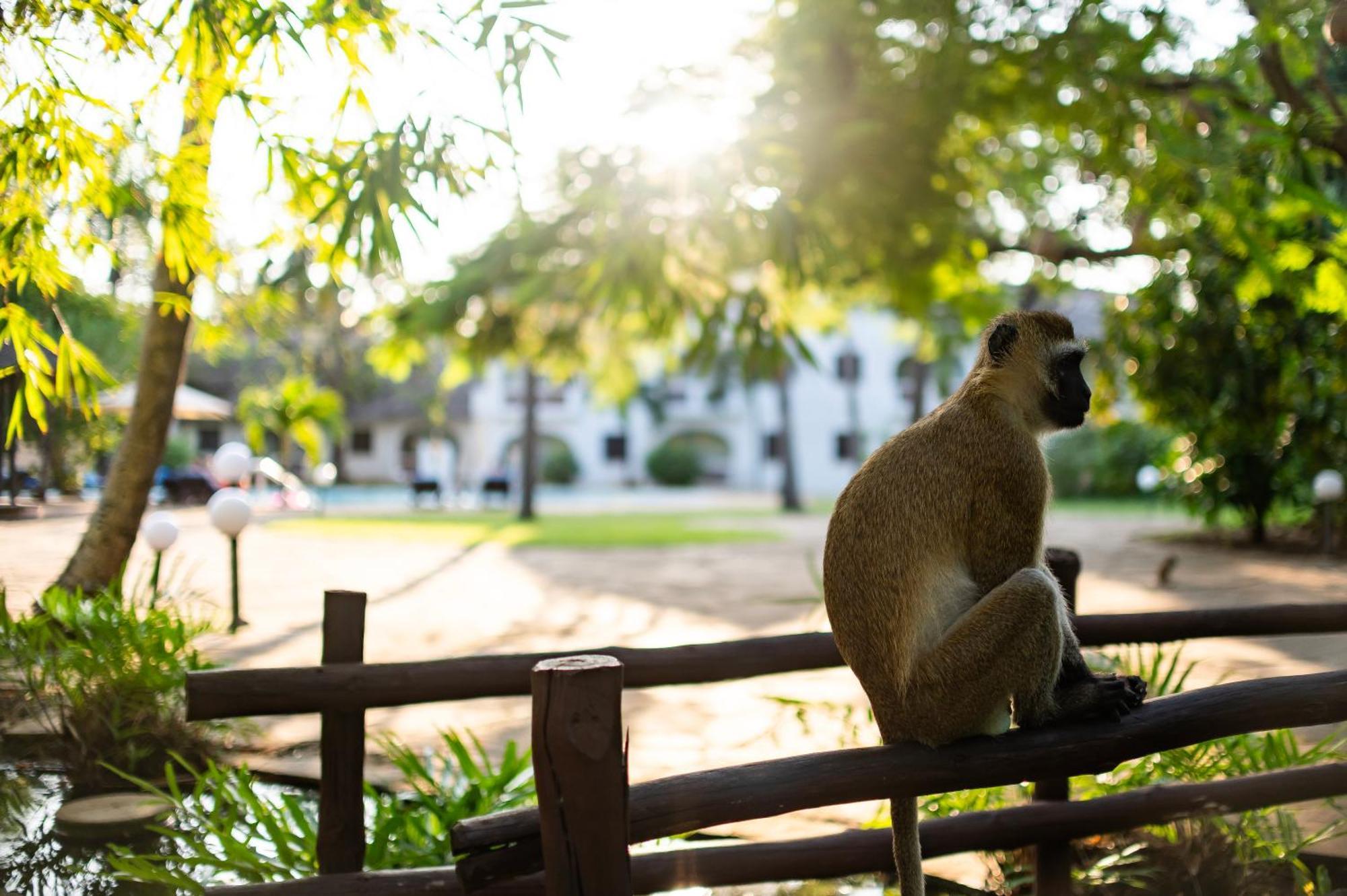 Diamonds Leisure Beach & Golf Resort Diani Beach Eksteriør bilde A vervet monkey at the Johannesburg Zoo